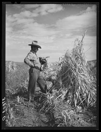 Farmer of Spanish extraction in cornfield. Concho, Arizona