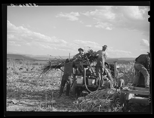 Untitled photo, possibly related to: Extracting juice from cane. Ivins, Washington County, Utah. See general caption