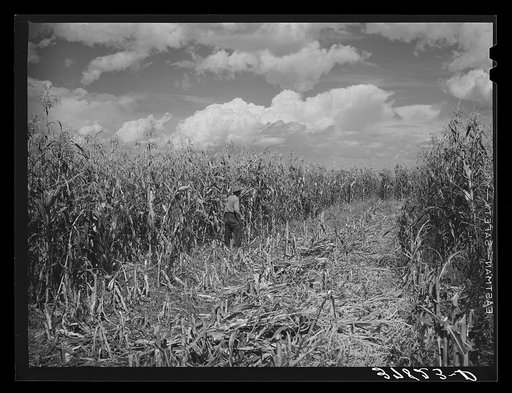 Cornfield. Concho, Arizona