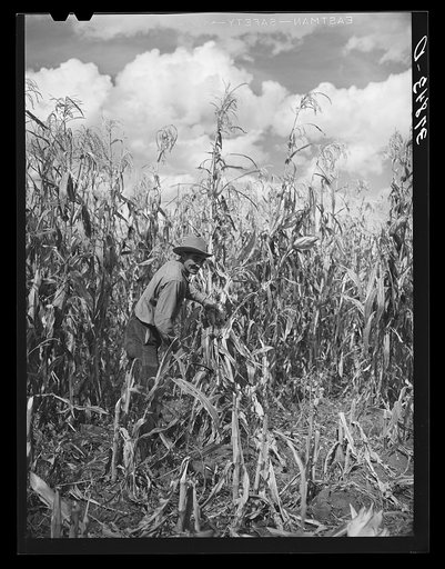Untitled photo, possibly related to: Cornfield. Concho, Arizona