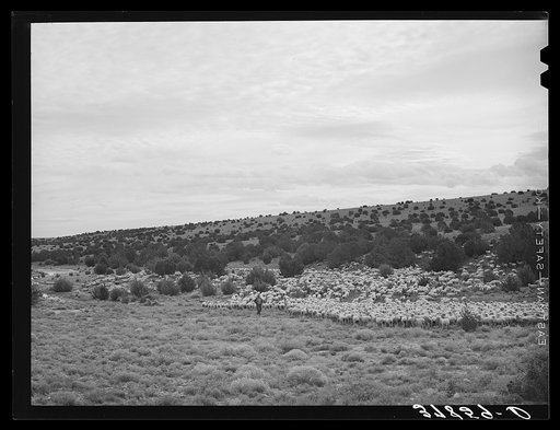 The Candelarias are large sheep operators at Concho, Arizona