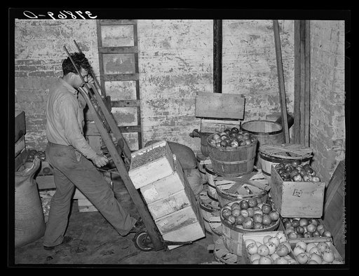 Handling fruit in warehouse of produce warehouse. Santa Clara, Utah. See general caption