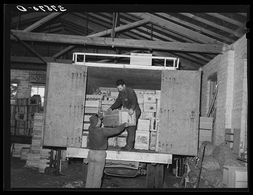 Loading fruit on truck of produce company. Santa Clara, Utah. See general caption