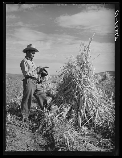 Untitled photo, possibly related to: Cornfield. Concho, Arizona