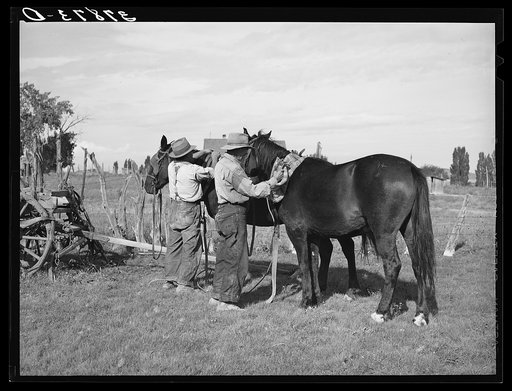 Harnessing horses. Concho, Arizona