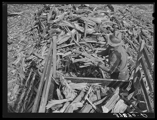 Concho, Arizona. Loading wood