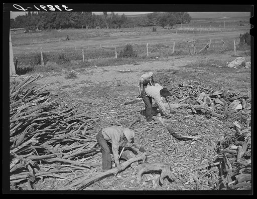 Chopping wood for winter fuel supply. Concho, Arizona