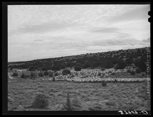 Untitled photo, possibly related to: The Candelarias are large sheep operators at Concho, Arizona
