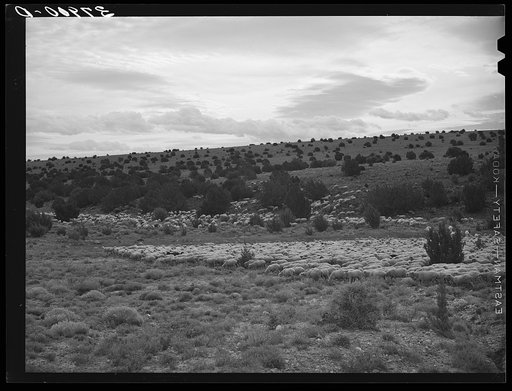 The Candelarias are large sheep operators at Concho, Arizona