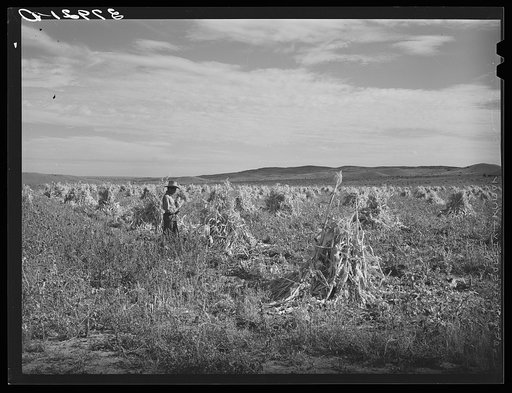 Cornfield. Concho, Arizona