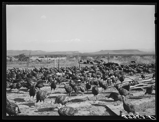 Untitled photo, possibly related to: Turkeys are one of the main crops around Ivins, Washington County, Utah. See general caption