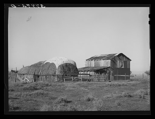 Haystack and barn of Jo Webster, farmer in El Camino district, Tehema County, California. He owns twenty-five acres but owes money on irrigation bonds. He rents an additional fifteen acres. He has about twenty dairy cows, poultry and raises his own alfalfa