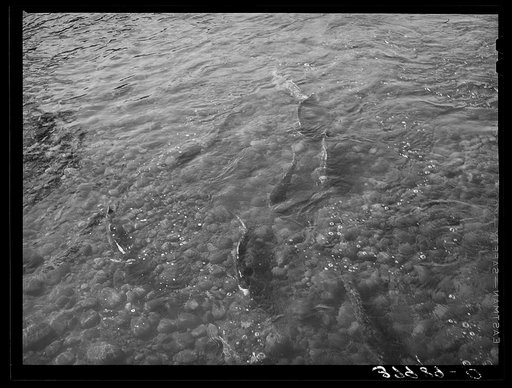 Salmon coming up Mill Creek. Tehama County, California