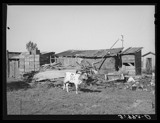 Calf and buildings on farm of Elof Hansen, farmer in Yuba County, California