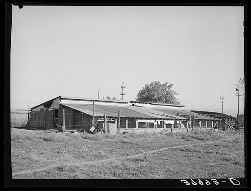 Chicken houses of Jo Webster, farmer in Tehama County, California
