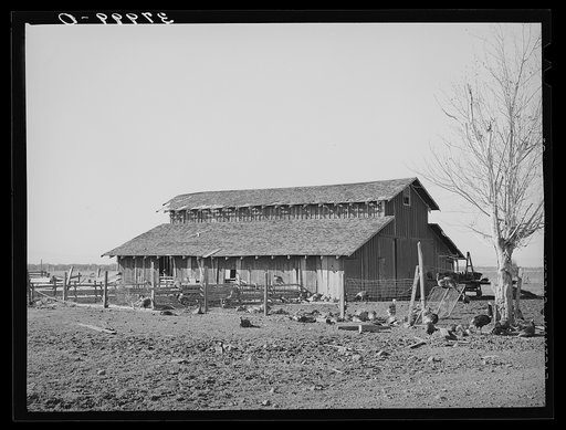 Turkeys and barn of John Frost, farmer in Tehama County, California