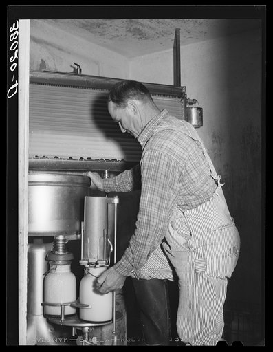 Bottling milk at the Mineral King cooperative farm. Tulare County, California