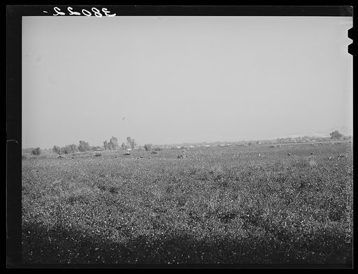 Cotton field of Mineral King cooperative farm. Visalia, California