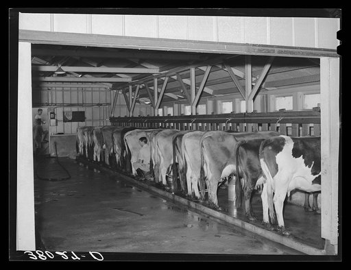 The dairy herd. Mineral King cooperative farm. Tulare County, California
