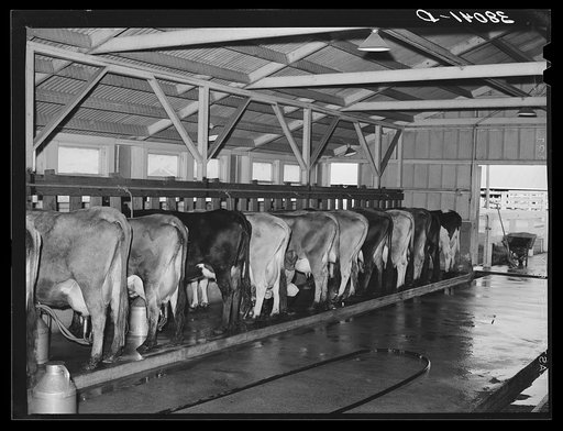 Part of the dairy herd at the Mineral King Cooperative farm. Tulare County, California