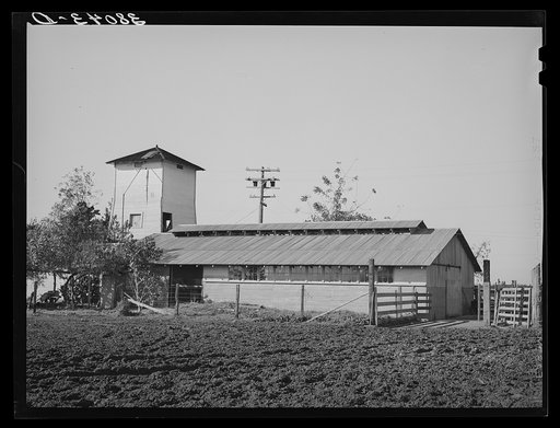 Untitled photo, possibly related to: Farmstead of Carl Rubel, successful dairy farm operator. Yuba County, California