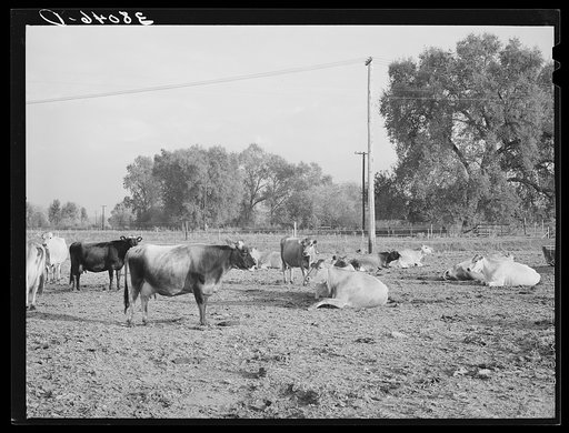 Part of dairy herd. Mineral King cooperative farm. Tulare County, California