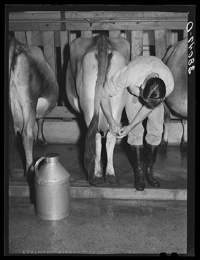 Strapping legs of cow before milking. Mineral King cooperative farm. Tulare County, California