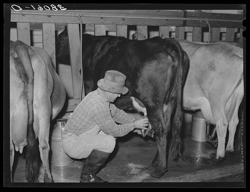 Member of Mineral King cooperative farm attaching electric milking equipment. Tulare County, California