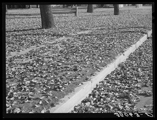 Dead leaves in the fall. Marysville, California