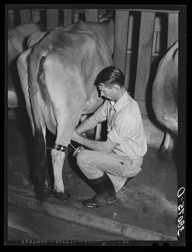 Stripping cow after being milked with electric milker. Mineral King cooperative farm. Tulare County, California