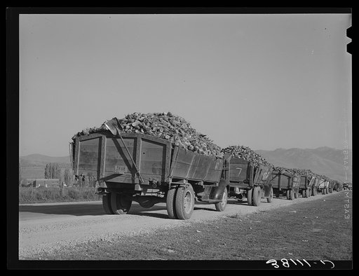 Trucks full of sugar beets waiting to be unloaded at sugar beet plant. Lewiston, Utah