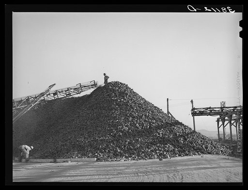 Untitled photo, possibly related to: Pile of sugar beets waiting for processing at sugar beet plant. Lewiston, Utah