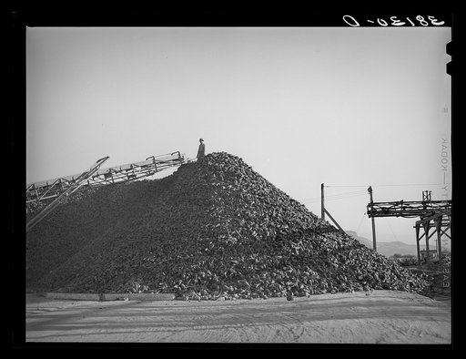 Pile of sugar beets waiting for processing at sugar beet plant. Lewiston, Utah