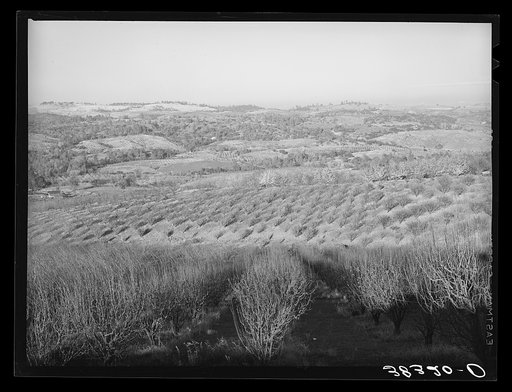 Orchards near Auburn, California