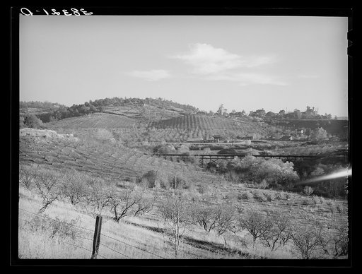 Orchards in the hills near Auburn, California