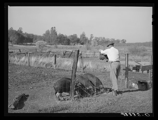 Untitled photo, possibly related to: Feeding unmarketable pears to hogs on farm. Placer County, California