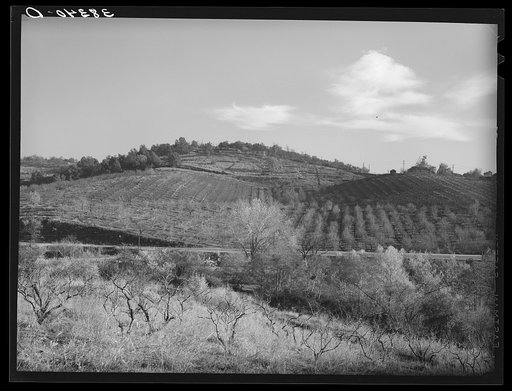 Fruit orchards in the low hills near Auburn, California. Placer County