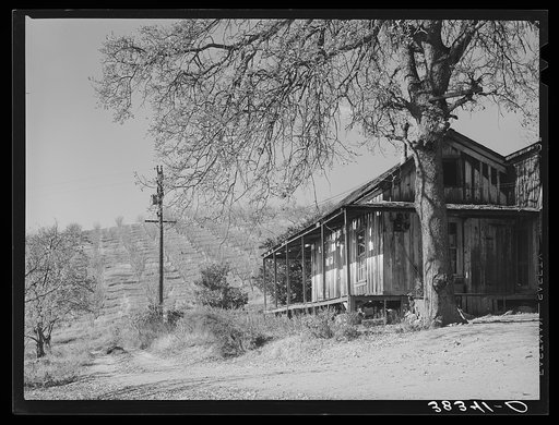 Farm house with orchards in the background near Auburn, California. Farmers haven't had much money in this section to repair houses in the last ten years. They have raised a hard variety of pears which are no longer bought by the eastern markets since new refrigeration methods made the softer variet