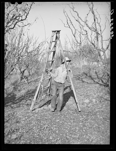 Farm boy taking ladder to tree which he will prune. Placer County, California