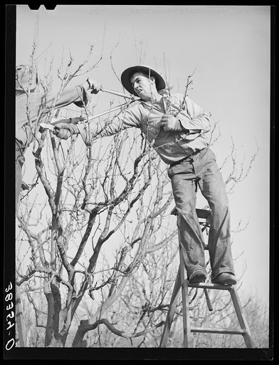 Untitled photo, possibly related to: Pruning fruit trees. Placer County, California
