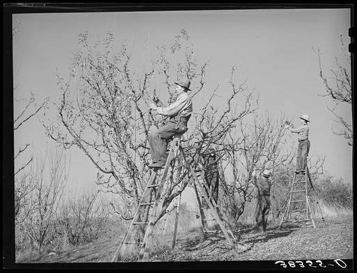 Farmers pruning fruit trees. Placer County, California