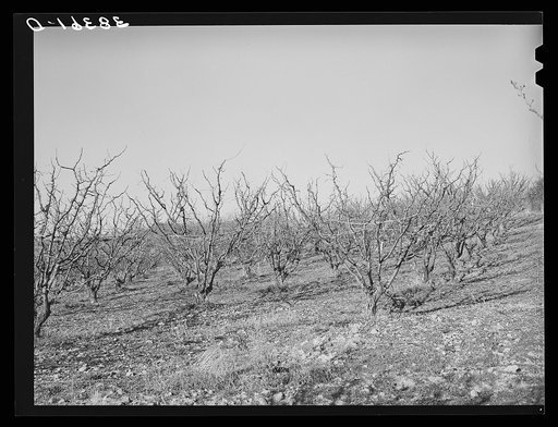 Fruit trees in the late fall. Placer County, California