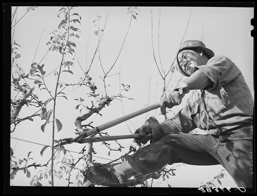 Pruning fruit tree. Placer County, California