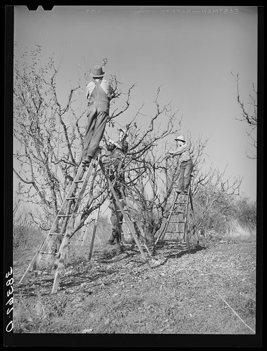 Pruning fruit trees. Placer County, California