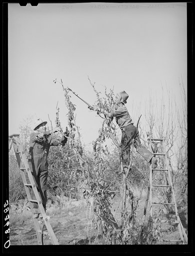 Pruning fruit trees. Placer County, California
