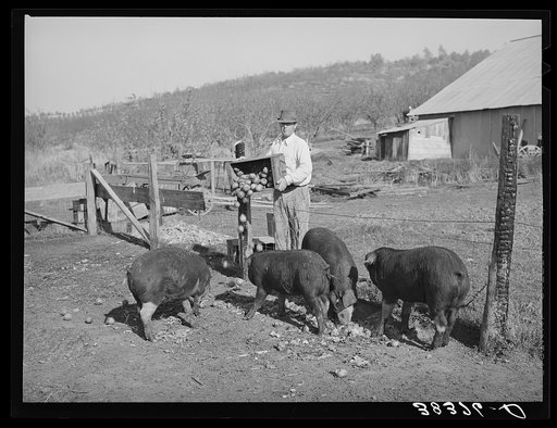 Feeding unmarketable pears to hogs on farm. Placer County, California
