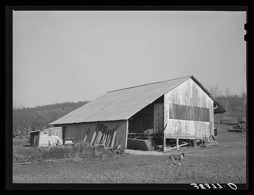 Packing shed and barn of fruit farmer. Placer County, California
