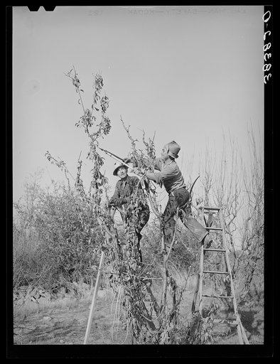 Pruning fruit trees. Placer County, California