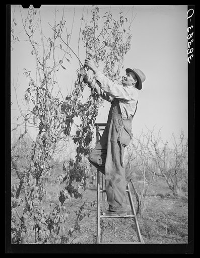 Pruning fruit tree. Placer County, California