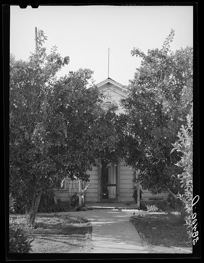 Untitled photo, possibly related to: Orange trees in front yard of fruit farmer. Placer County, California. Oranges are not grown commercially